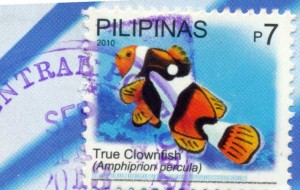 true clownfish