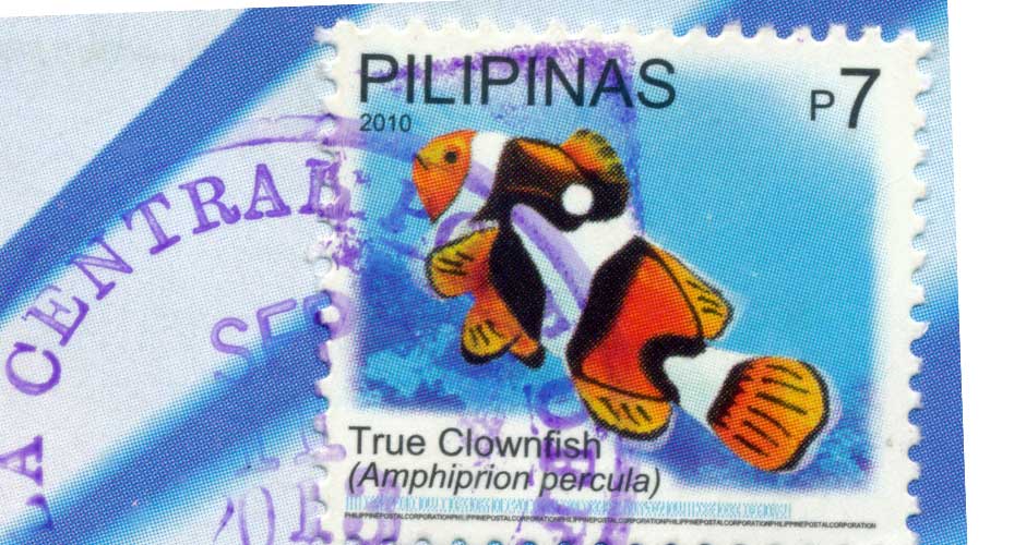 true clownfish