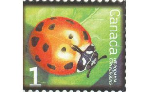 canadian stamp ladybird