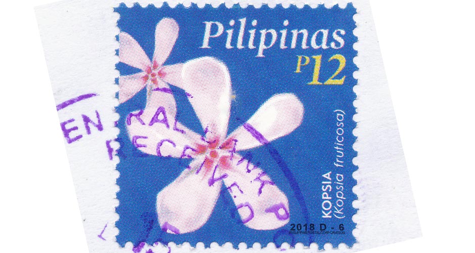 kopsia philippine flower stamp for web