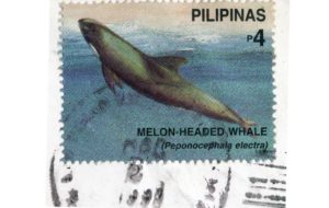 melon headed whale stamp