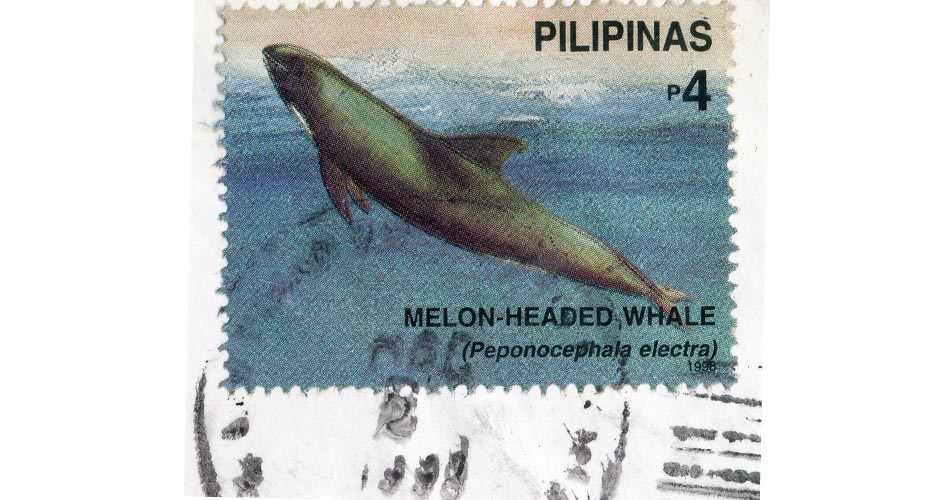 melon headed whale stamp